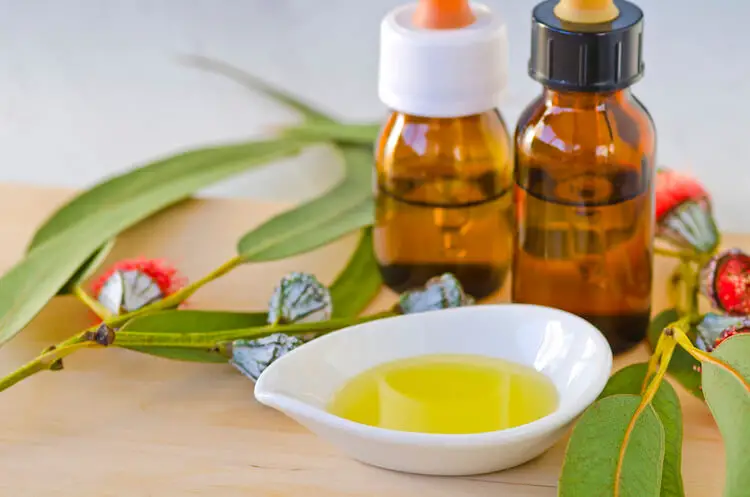 Eucalyptus oil for dreadlocks